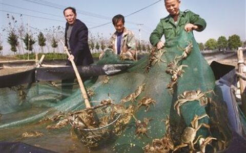 2010年高淳固城湖螃蟹将加大品牌和品质提升