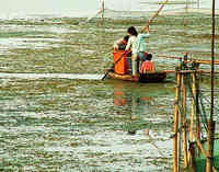2010年南京固城湖螃蟹养殖形势分析