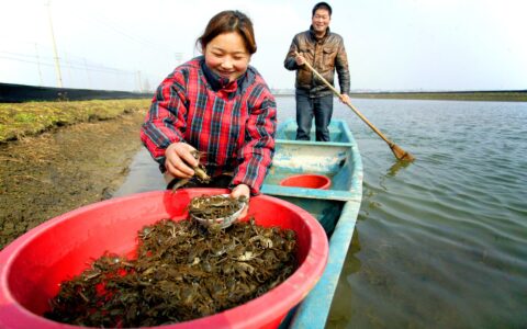 2018年高淳固城湖螃蟹价格分析与预测