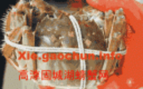 正宗高淳螃蟹加上了激光防伪