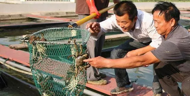 2018年固城湖大闸蟹将于9月中旬大量上市