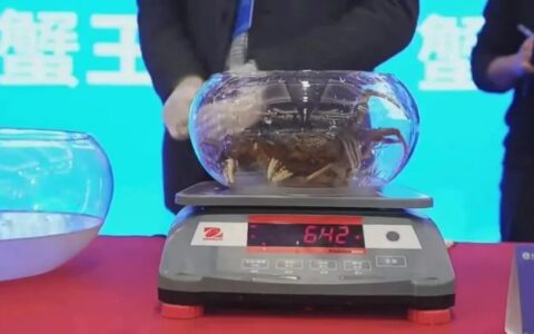 江苏高淳642克固城湖大闸蟹摘得2023年全国“蟹王”桂冠